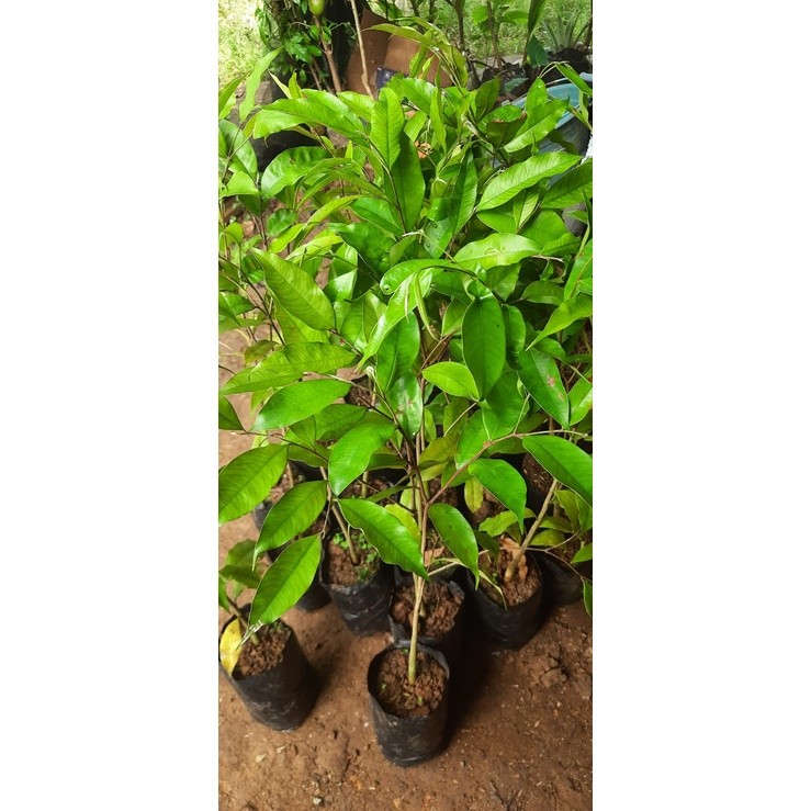 Bibit Tanaman Gaharu Aquilaria malaccensis