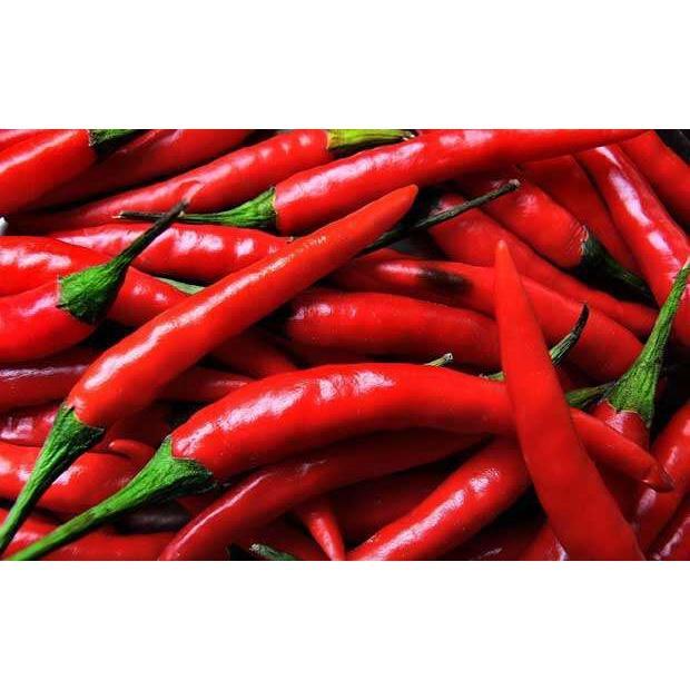 250 BUTIR BIJI BENIH CABE/Cabai MERAH BESAR Hibrida Tanjung2 Tanaman Mudah Tumbuh Exp 1-2 Tahun