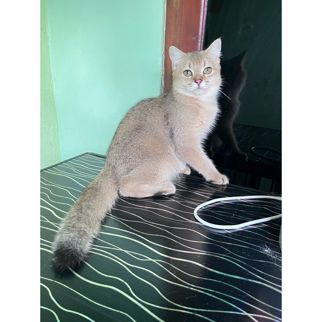 kucing british short hair golden vaksin