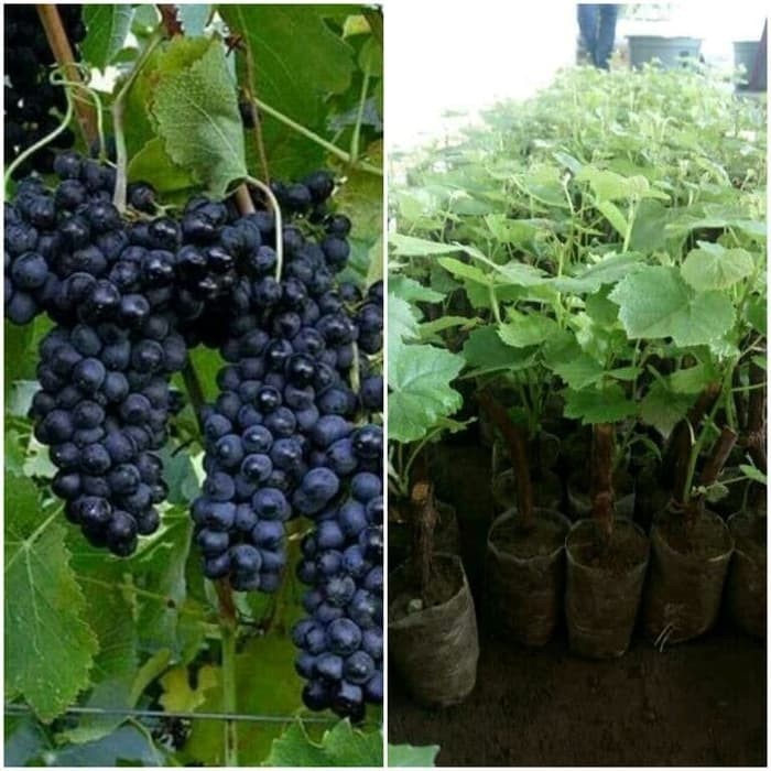 Bibit Anggur Bali/Anggur Hitam Super Beli 5 Gratis 1