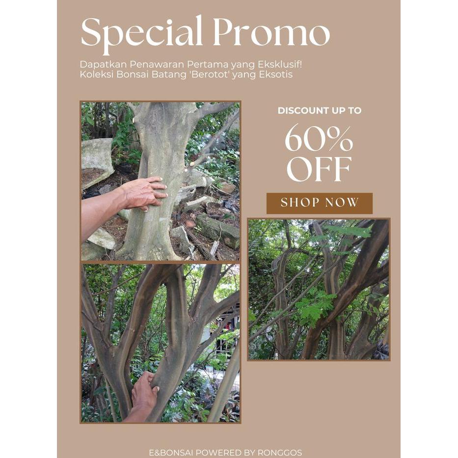 Bahan Bonsai Brazilian Rain Tree Cangkok "Berotot Maksimal Bahan Bonsai Brazilian Rain Tree Karakter