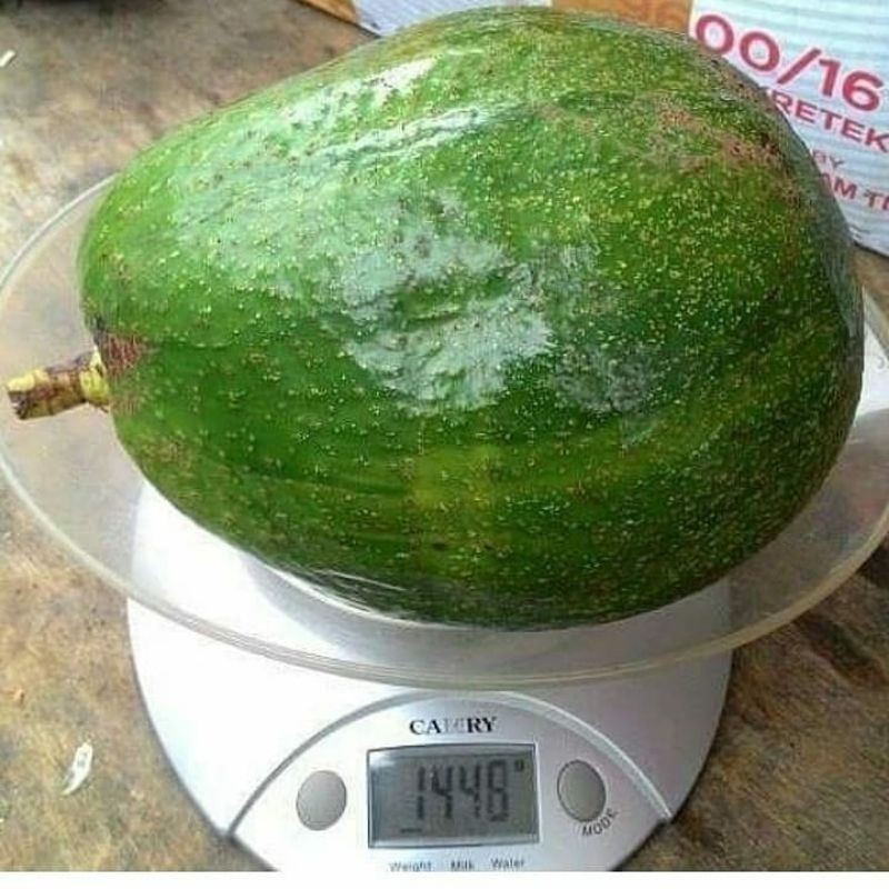 Bibit Alpukat Kendil Super Jumbo/alpukat jumbo