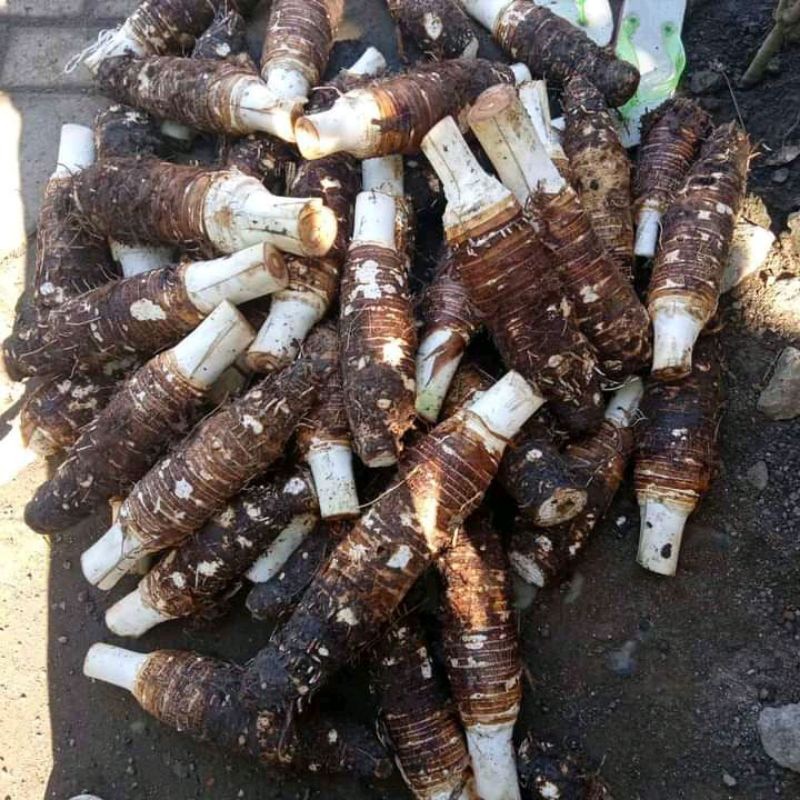 TALAS BOGOR 1 KG TALAS KIMPUL HIJAU TALAS PULEN