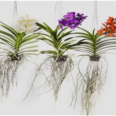 promo Paket 3 Warna Anggrek Vanda Siap Berbunga Dewasa