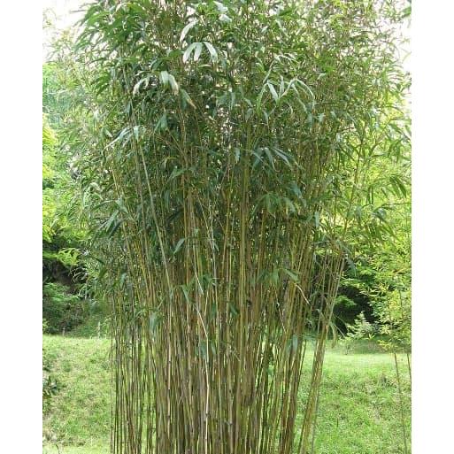 Tanaman Bambu Jepang Pseudosasa Japonica Arrow Bamboo Hijau Kuning Cokelat Cocok Untuk Pagar Hias Di