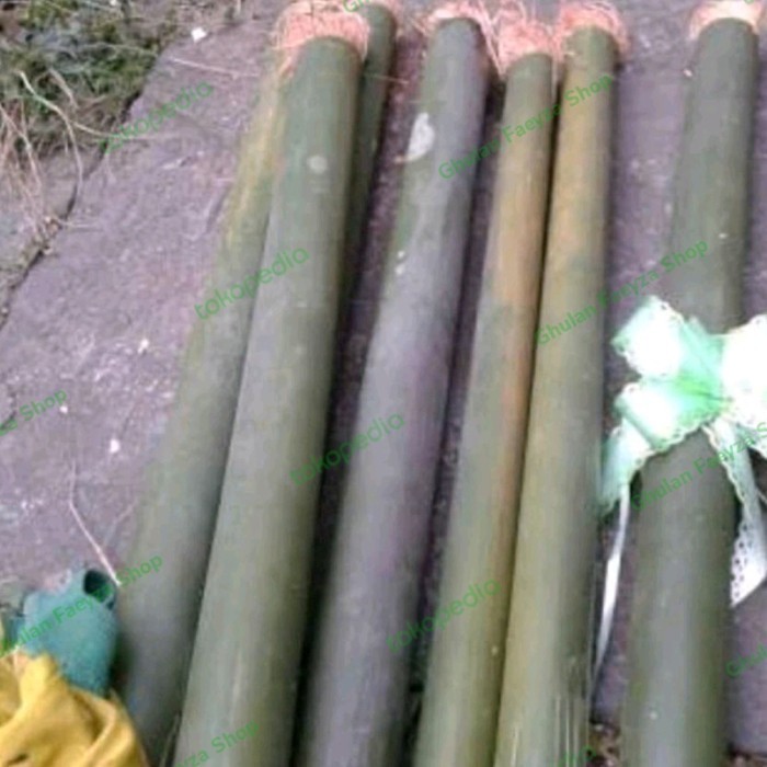 Obor Bambu Panjang 50