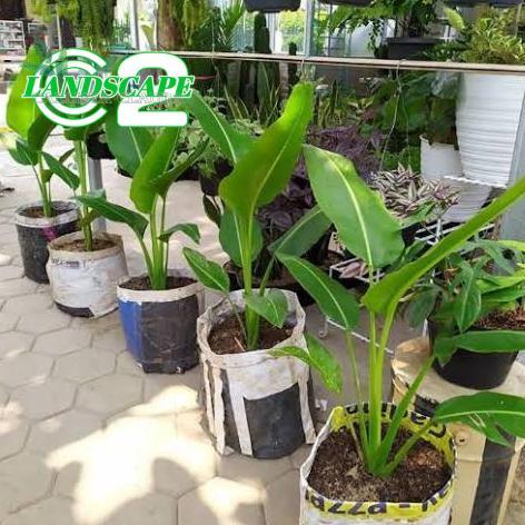 PROMO Tanaman Hias Pisang Kipas Tanaman Indoor Pisang Kipas - Besar 50-80cm - Besar 50-80cm