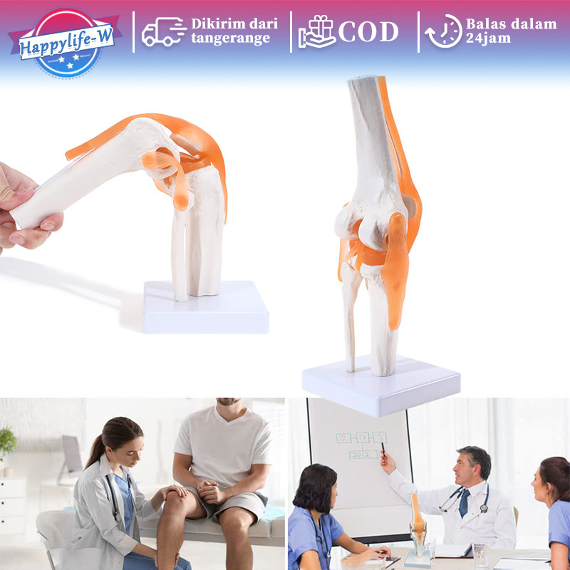Human Knee Joint Model Belajar Medis Model Anatomi Sendi Lutut Knee Joint Anatomi Sendi Lutut Manusi