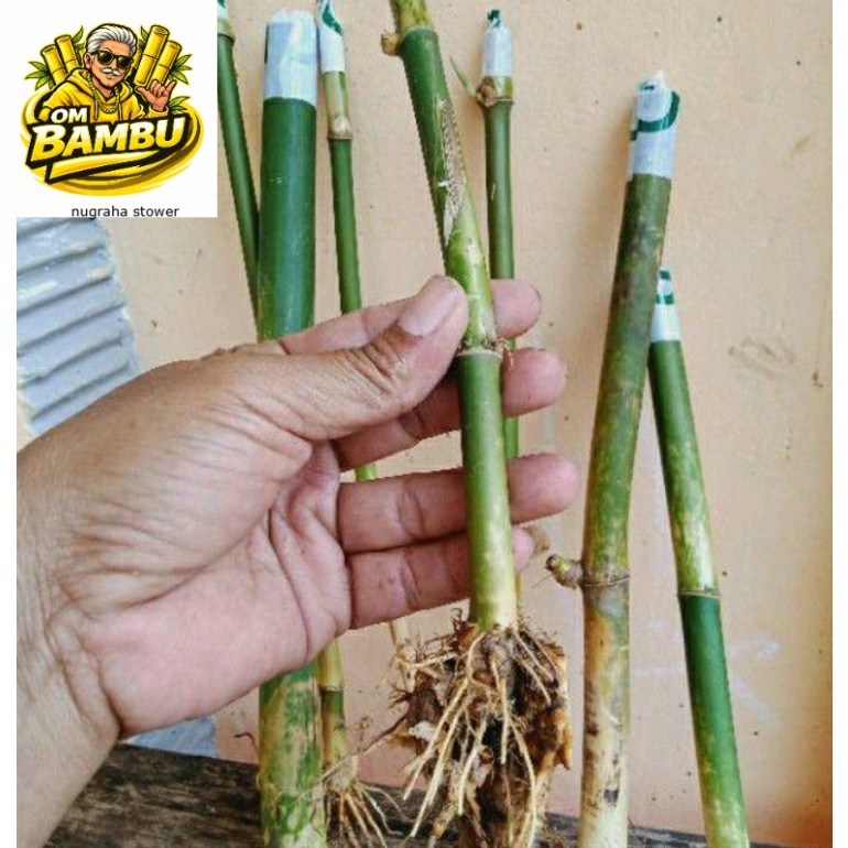 Bambu Hias Mini Jepang Untuk Pagar Dan Hiasan DM