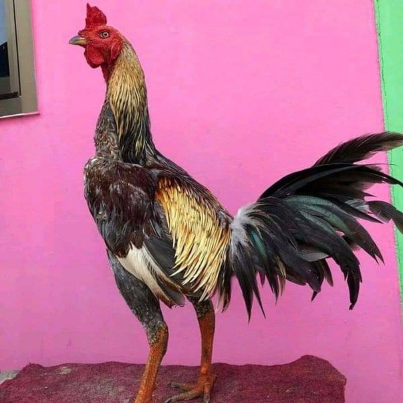 telur ayam pama ninja IQ F1/telur vertil  ayam petarung