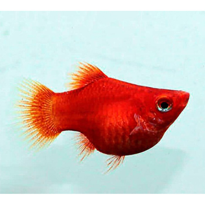 Platy Merah / Platy Coral / Red Coral / Ikan Hias Aquascape