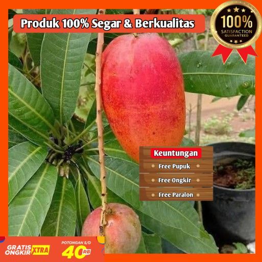 BIBIT / POHON MANGGA MIYAZAKI SAMBUNG PUCUK CEPAT BERBUAH SIAP TANAM