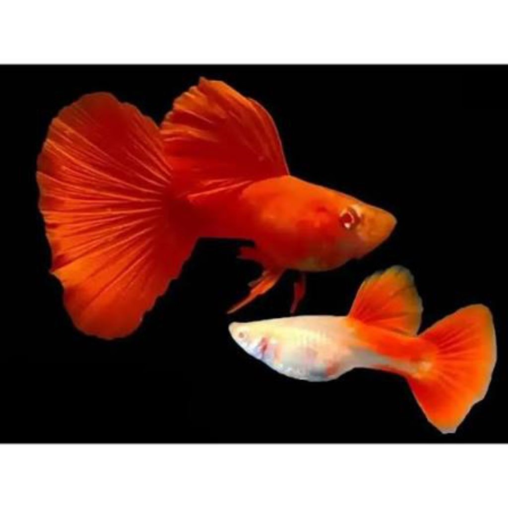 Hiasan aquarium guppy AFR sepasang afr full red