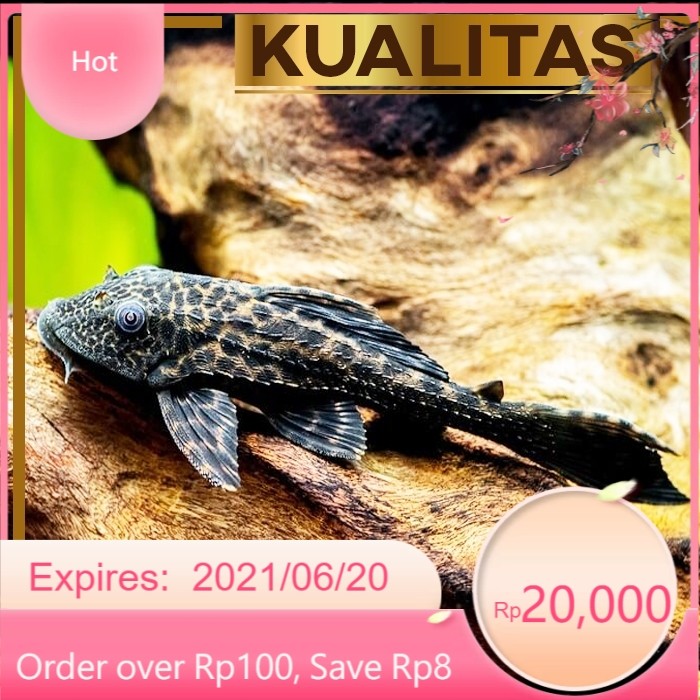 Pleco Hitam 5 cm+ Ikan Hias Aquarium Aquascape Sapu Sapu Tanaman Air