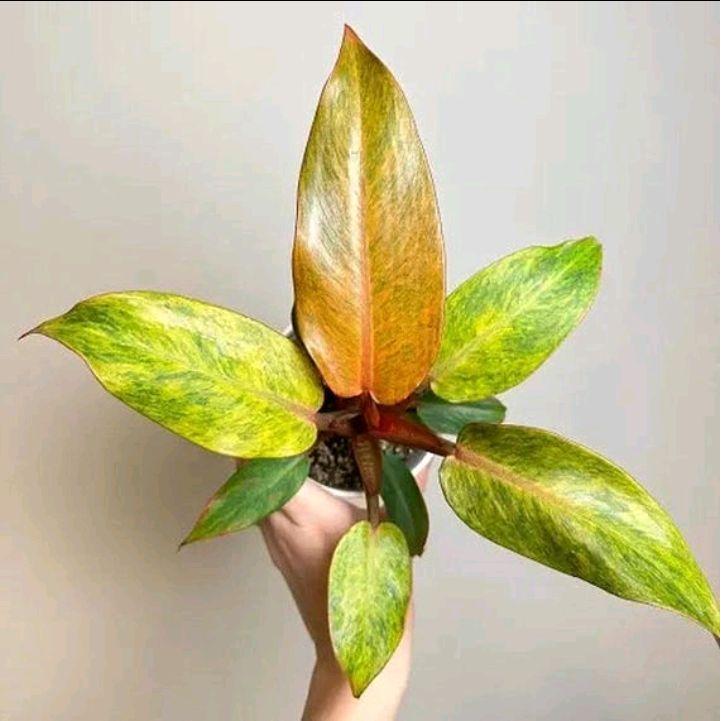 Tanaman hias philodendron orange marmalade - tanaman hias philodendron
