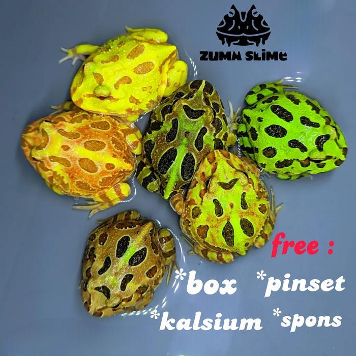 kodok pacman frog all varian garansi D.O.A - HANYA PACMAN