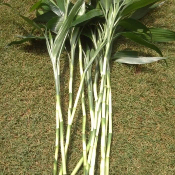 Tanaman Bambu hoki/kole stek 30 cm