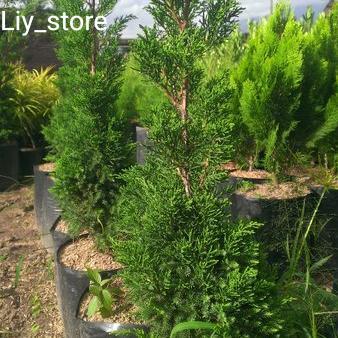 Bibit Tanaman Cemara Wangi - Cemara Renthes pohon Natal - Tanaman hias