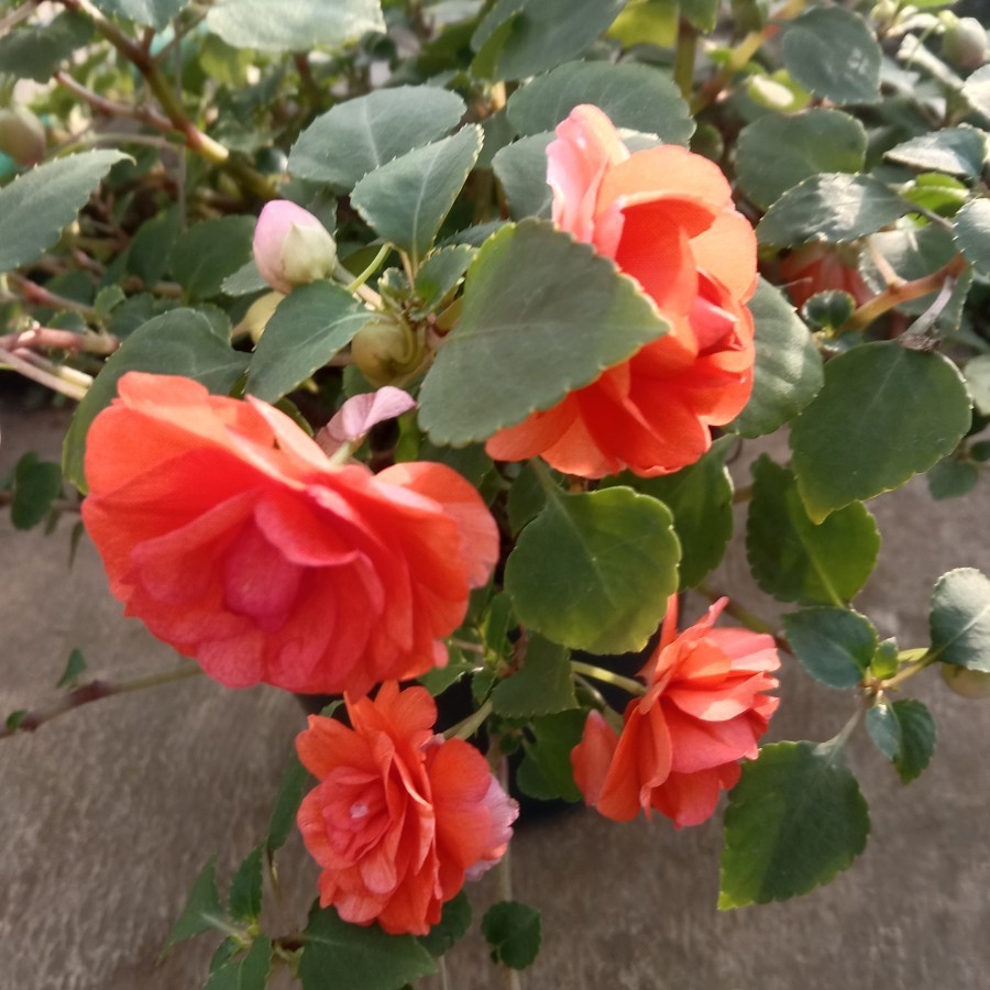 Tanaman Hias Impatines Tanaman pacar air  orange tumpuk - tanaman indoor - tanaman gantung