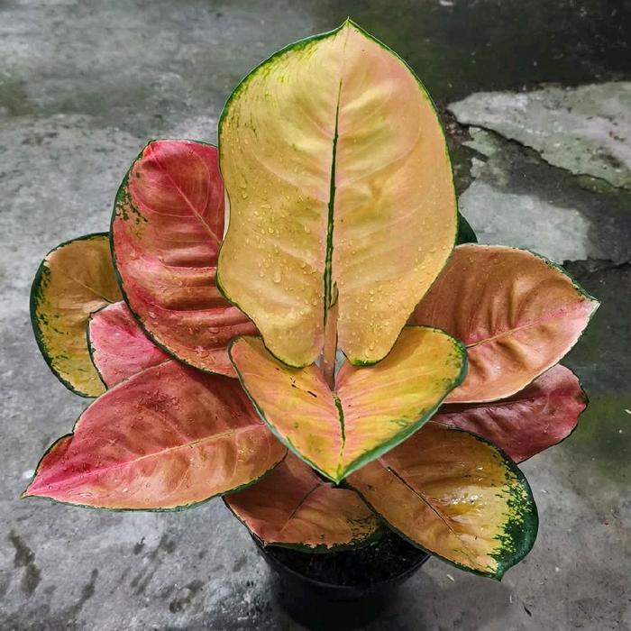 Tanaman hias aglonema kochin Ebony size remaja