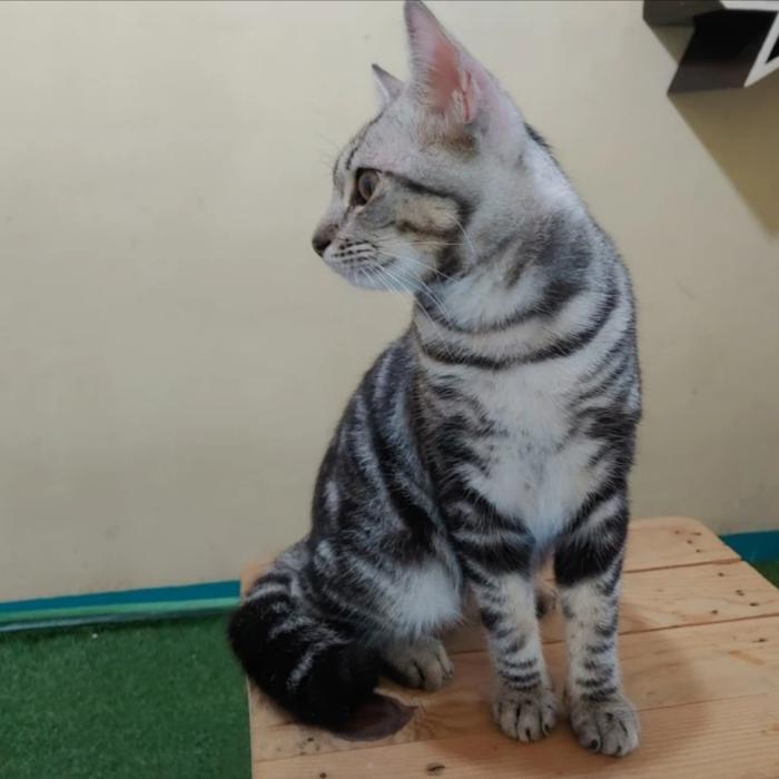 Kucing American Shorthair Male