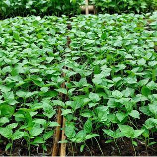 bibit tanaman cabai rawit unggul