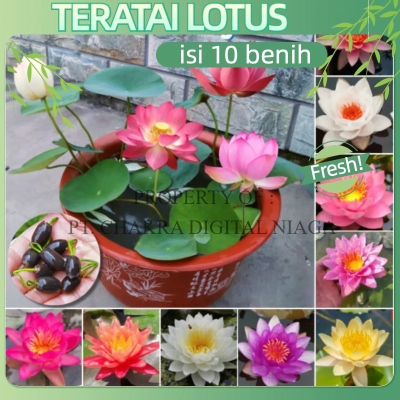 INDO BENIH - CHAKRA SEEDS - cocok untuk pemula - 10 Butir Benih Bunga Lotus Teratai Aquatic Plant Be