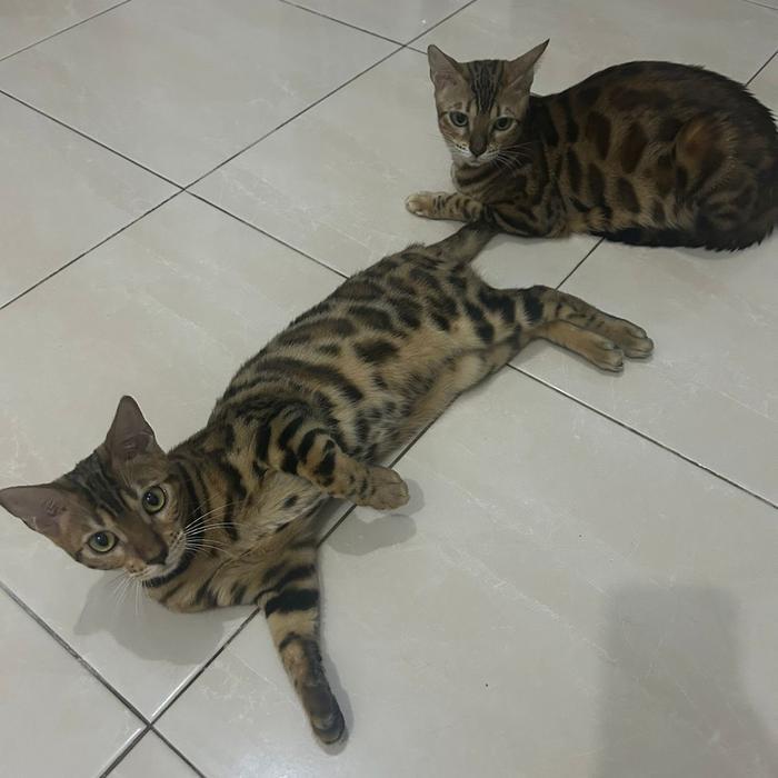 Kucing Bengal Kitten / anakan kucing bengal asli