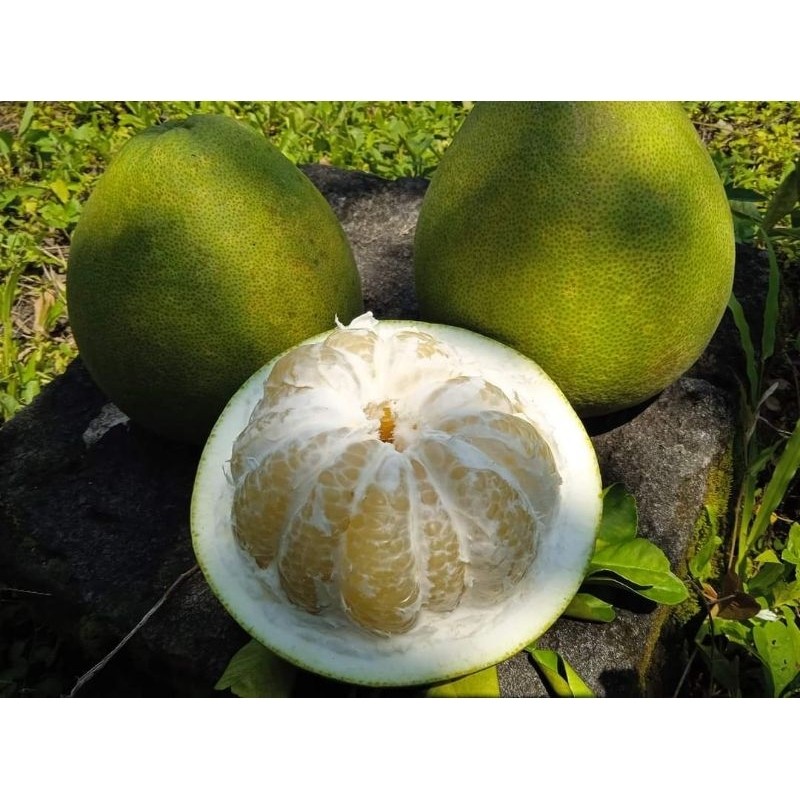 BIBIT JERUK PAMELO BALI JUMBO