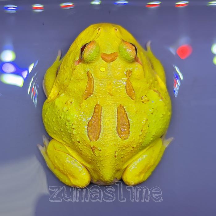 kodok pacman frog all varian garansi D.O.A - Albino 4SPOT