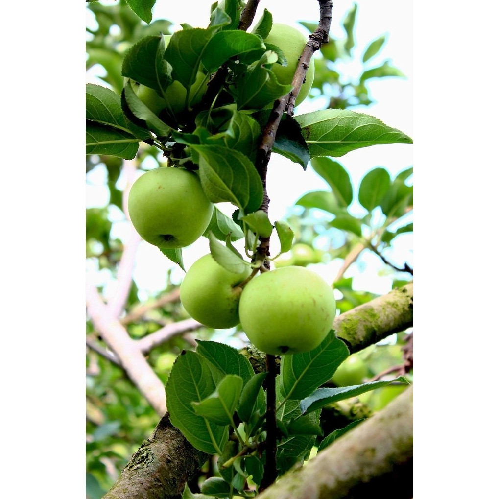 Bibit Buah Apel Manalagi Cepat Berbuah Berbuah Cepat