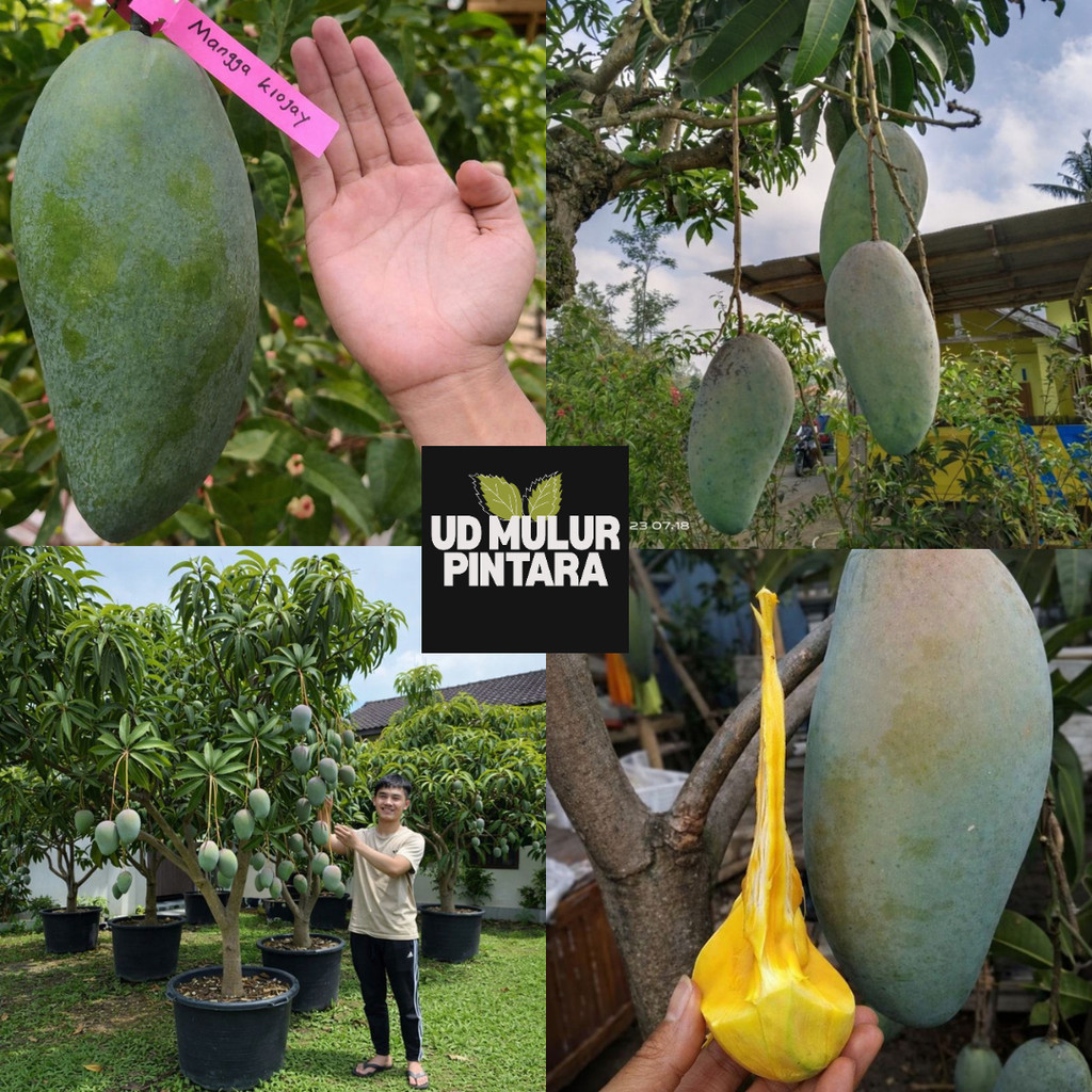 Bibit Mangga Kiojay Jumbo Bibit Mangga Kiyojay KioJay