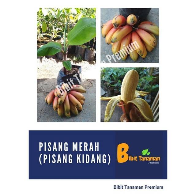 BIBIT PISANG MERAH/PISANG KIDANG MERAH (BIBIT TANAMAN PREMIUM)