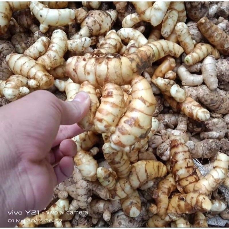 kunyit putih 1kg