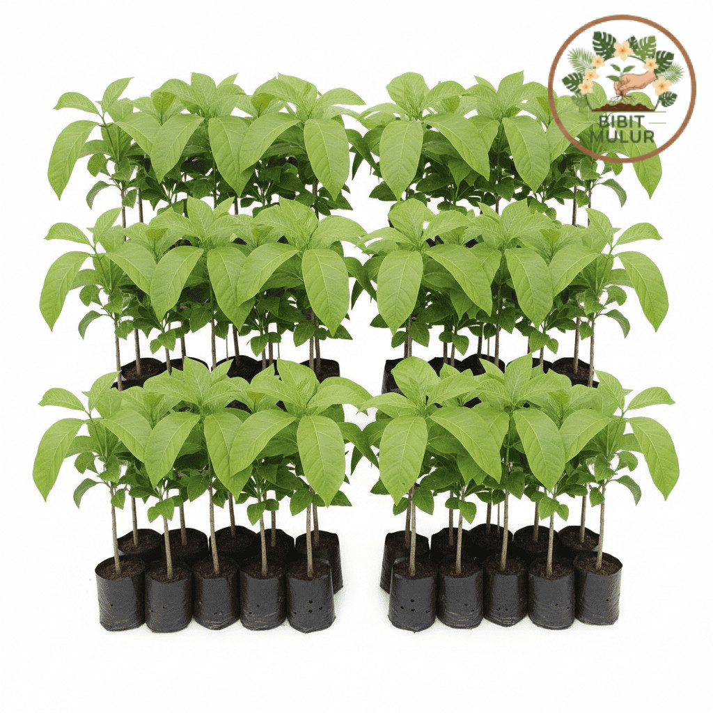 Bibit Pohon Jati Solomon Super Lurus Grosir/ Bibit Jati Solomon Unggul