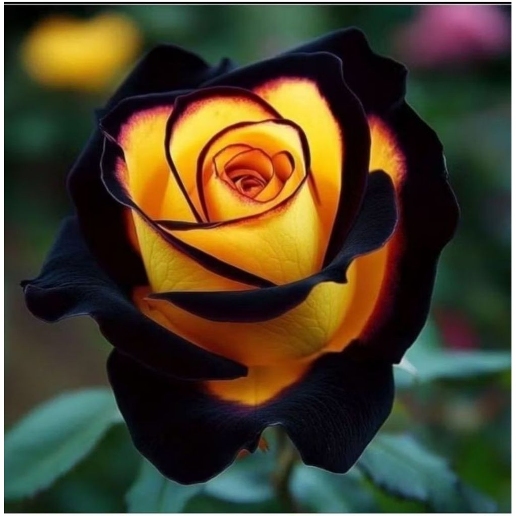 Tanaman Hias Bunga Mawar Import - Tanaman Bunga Mawar Langka - Bunga Kuning Hitam