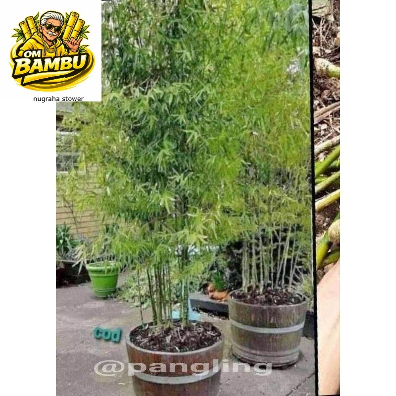 Bibit bambu jepang Bibit bambu jepang bambu mini outdoor pagar rumah DM