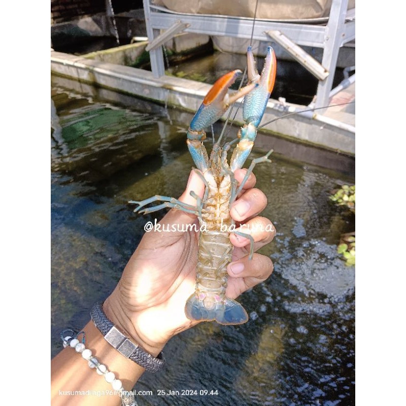 "Jual INDUKAN Lobster Air Tawar Sangat Produktif & siap Bertelur untuk  Budidaya