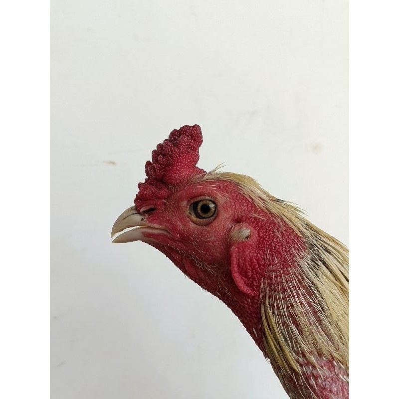 telur ayam batu rante/telur ayam telapak kaki bersisik super