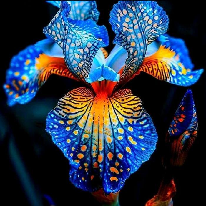 Anggrek Bulan Pasca Warna Dewasa Bunga Langka Pohon Bunga Anggrek Bulan Pasca Warna Import dengan Wa