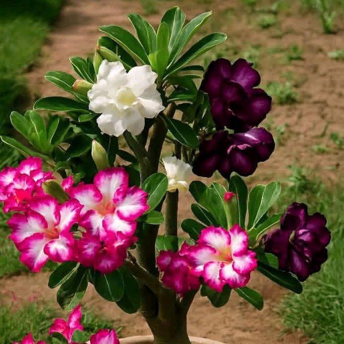 ( Bisa cod ) tanaman hias adenium Kamboja jepang 1 pohon 3 warna bibit bonsai adenium Kamboja jepang