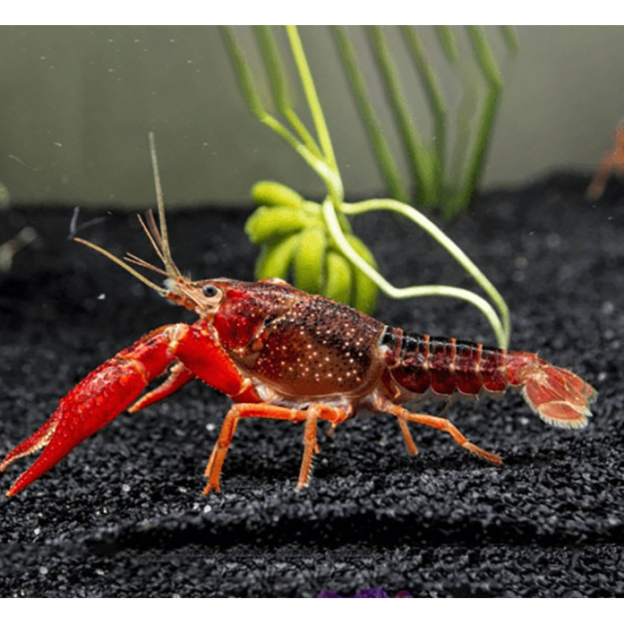 Lobster Merah Clarkii / Orange Hias Air Tawar Aquascape