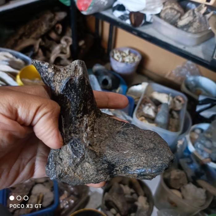 fosil tulang punggung bison sapi liar amerika ori KJM1122