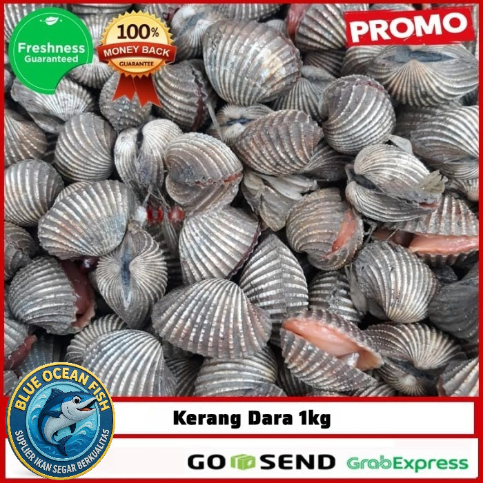 GROSIR Kerang Dara 1 kg / Kerang Dara Segar / Kerang Dara Segar 500 gram