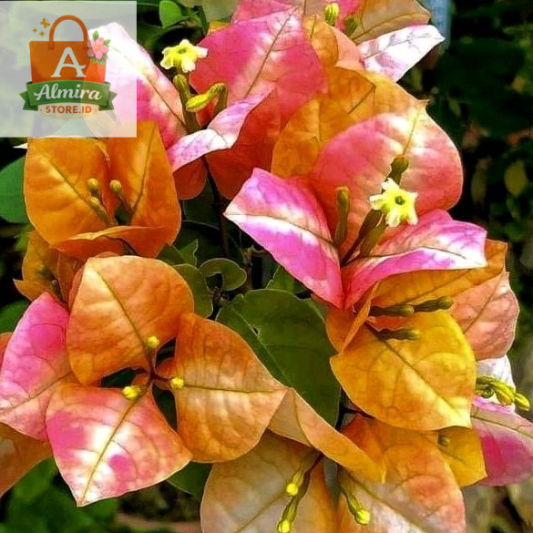 Stek Bougenville import Golden Sunshine (perbatang)
