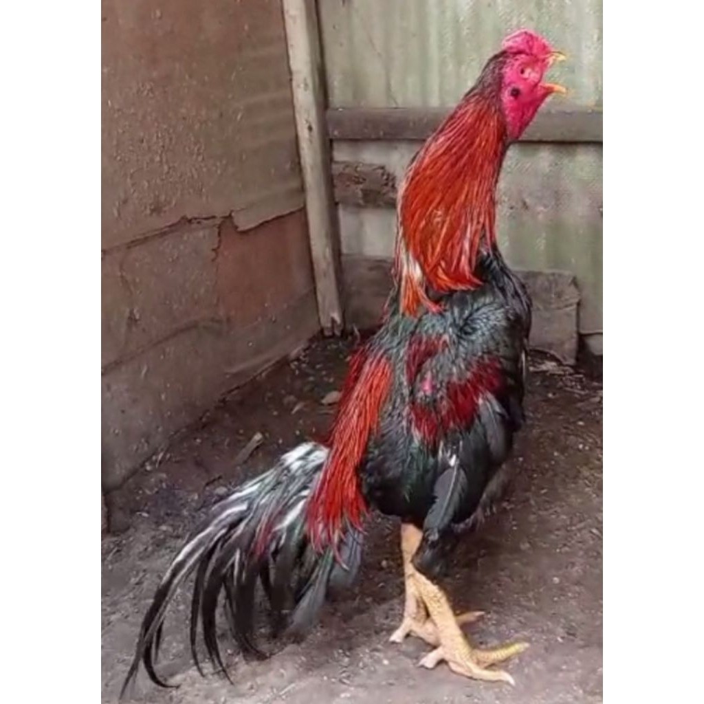 Telur ayam bangkok fertil bisa di tetaskan