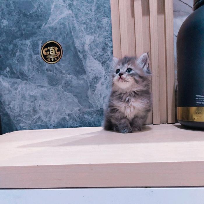 kucing kitten persia Norwegian muchkin