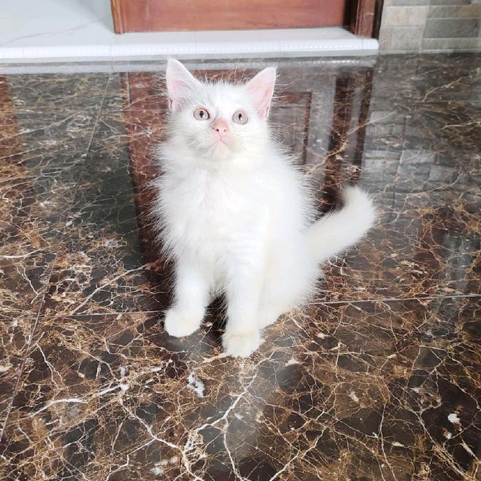 kucing white solid persia maincone