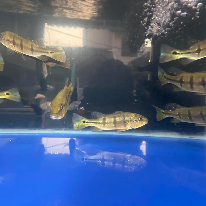 pbass orinoco pure 6-7 cm pibas