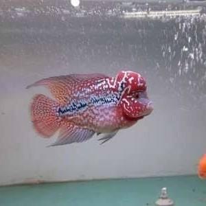 ikan Louhan kamfa f2 thailand  cm full mutiara tebal - 4-5 cm hias singletank